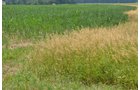Property photo 2 - 51.5 Acres Offered in 5 tracts, 2 Farm Sites